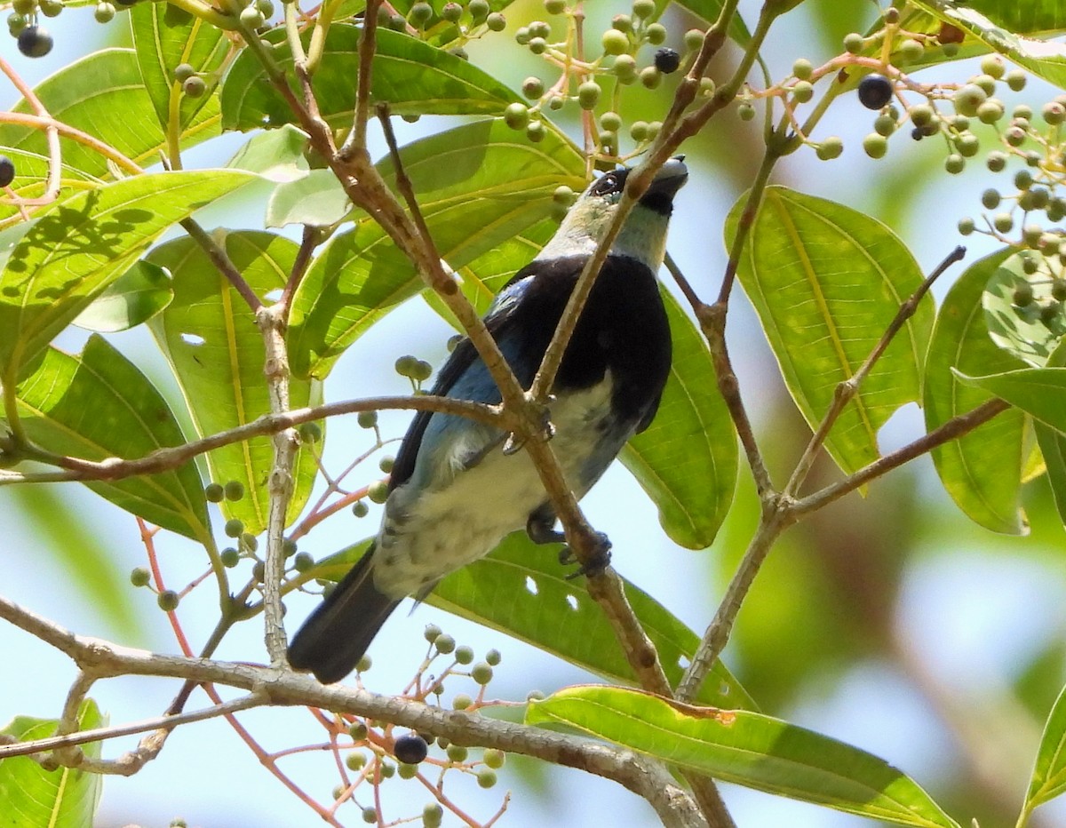 Masked Tanager - Lauri Taylor