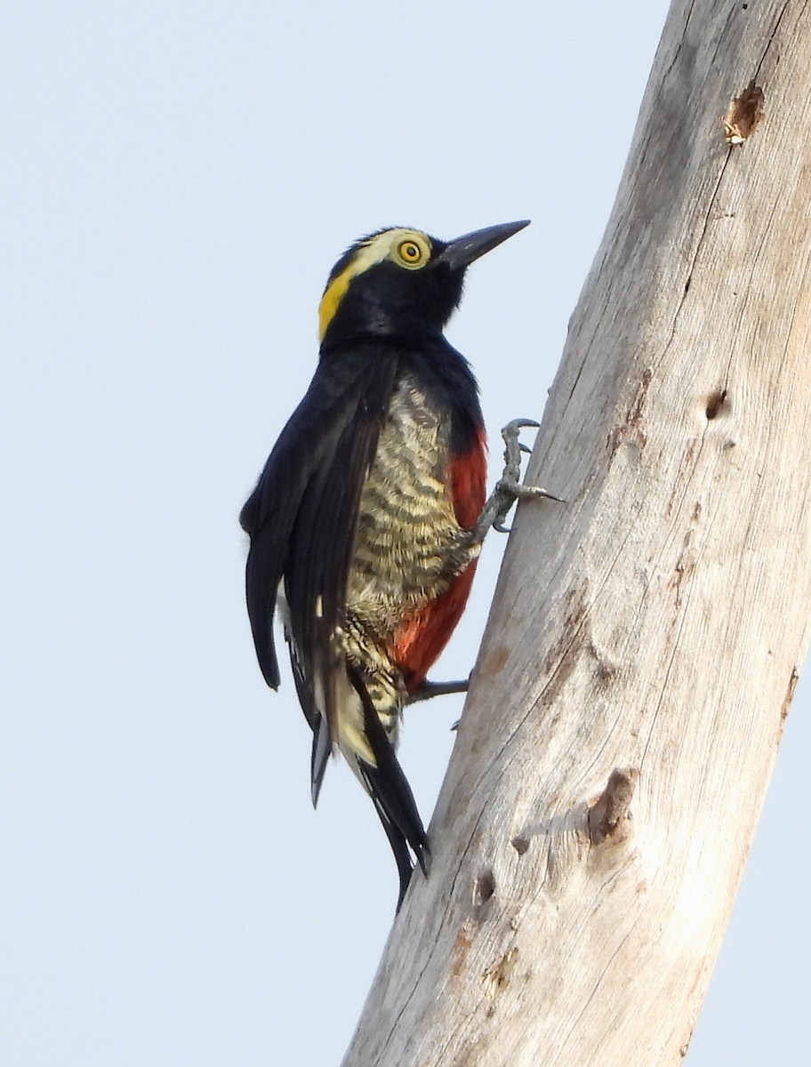 Yellow-tufted Woodpecker - Lauri Taylor
