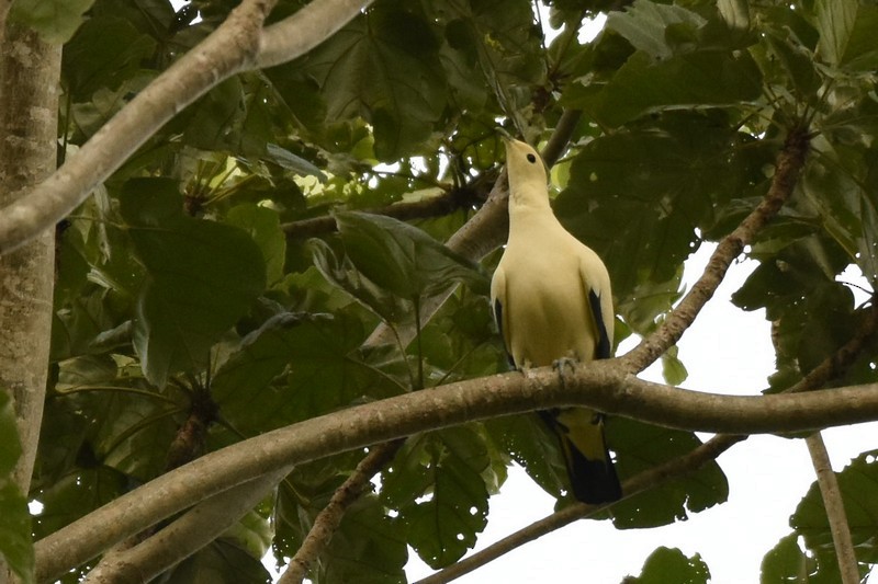 Pied Imperial-Pigeon - ML139255911