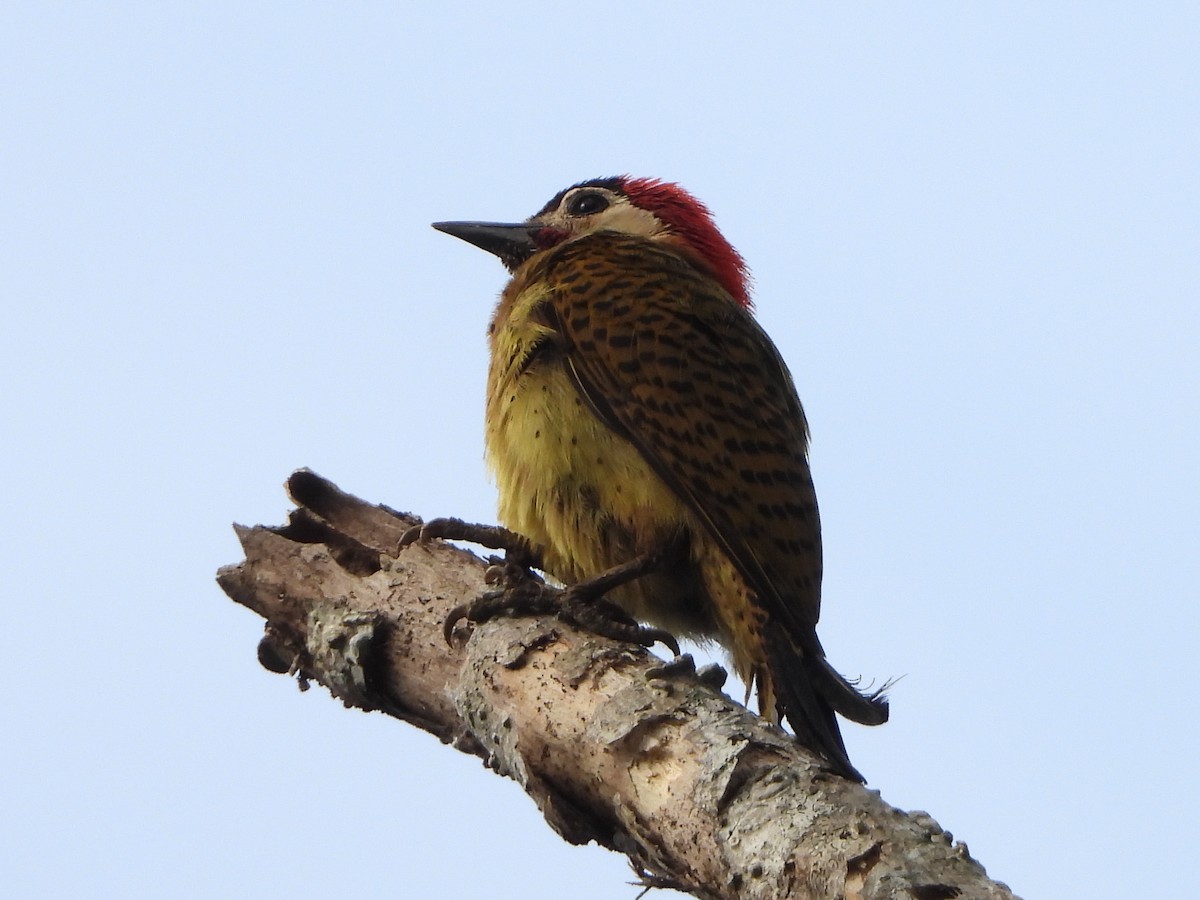 Spot-breasted Woodpecker - Lauri Taylor