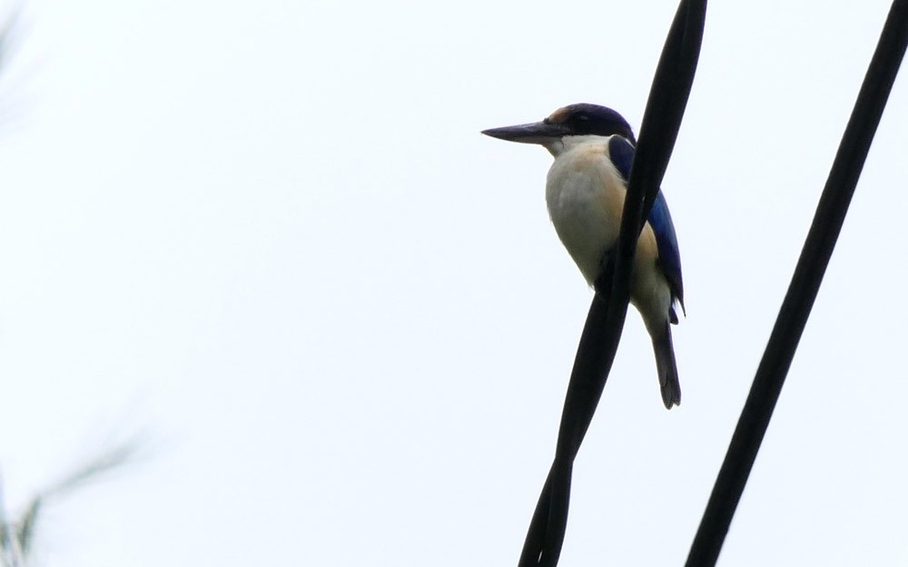 Forest Kingfisher - Allan Pratt