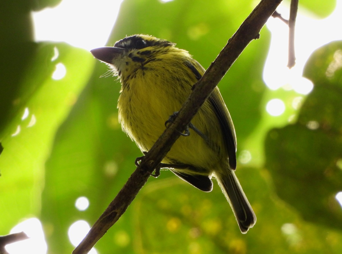 Yellow-browed Tody-Flycatcher - Lauri Taylor