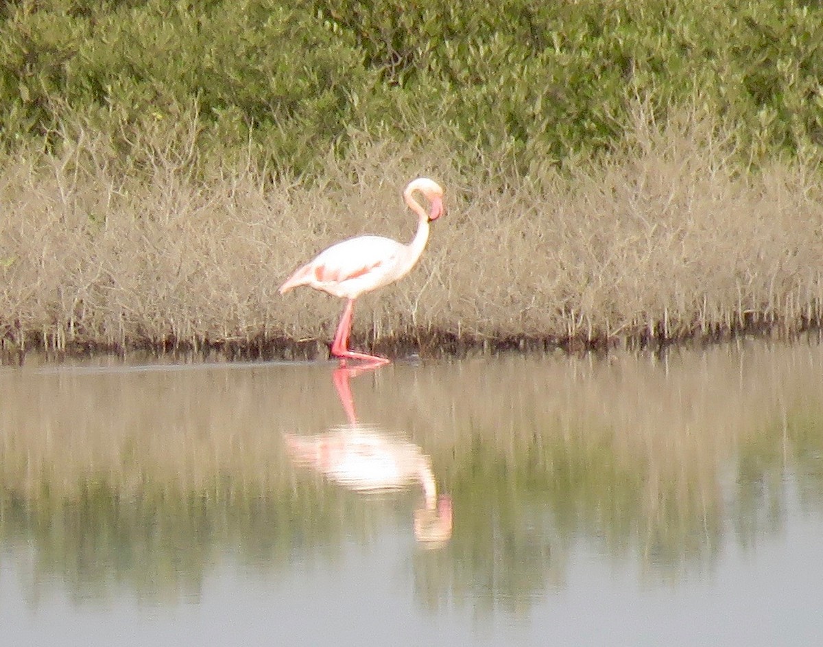 Greater Flamingo - ML139257871