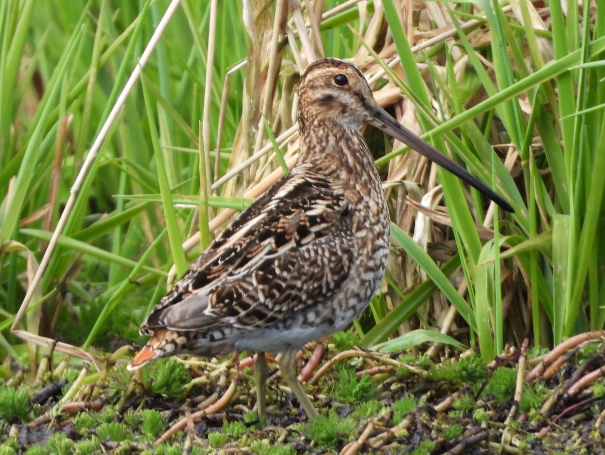 Noble Snipe - Lauri Taylor