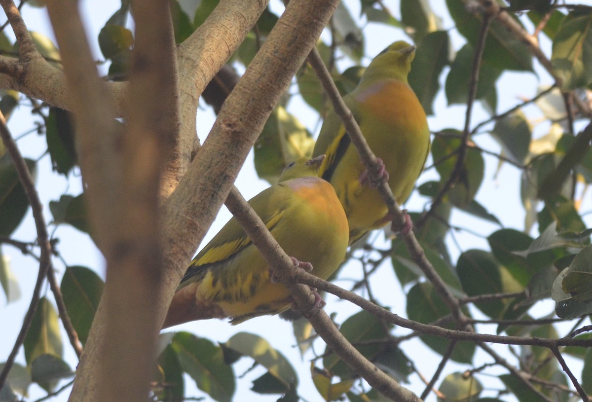 Orange-breasted Green-Pigeon - Hareesha AS