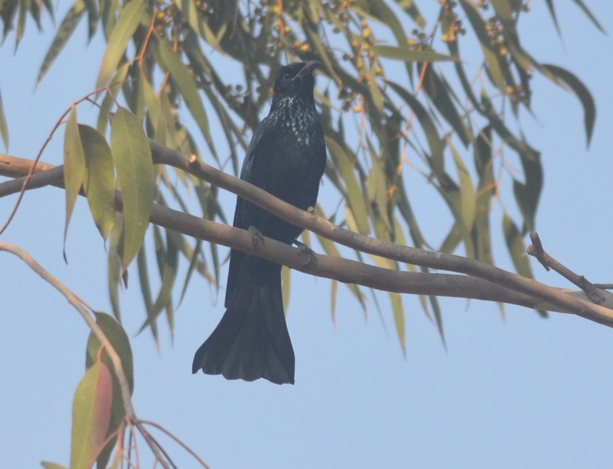 Hair-crested Drongo - ML139258651