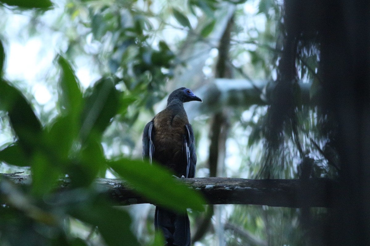 Sickle-winged Guan - ML139258661