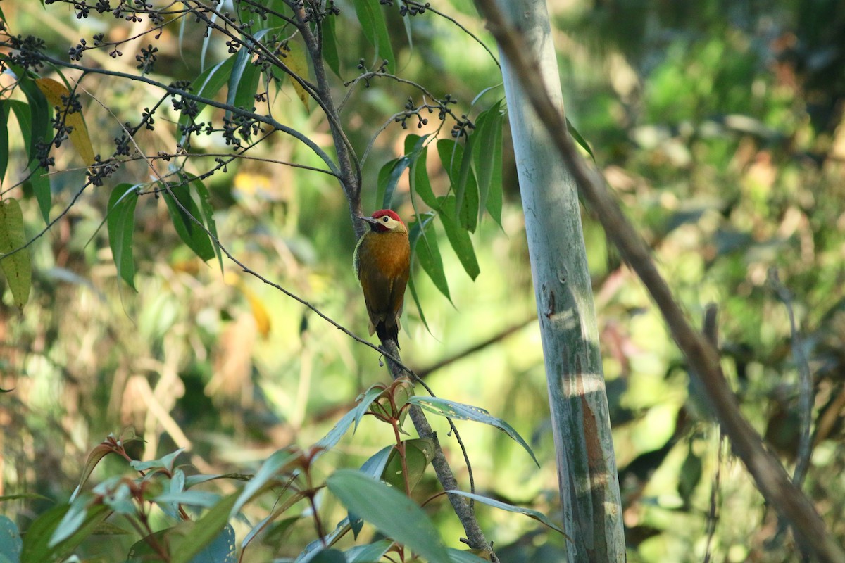 Golden-olive Woodpecker - ML139258851