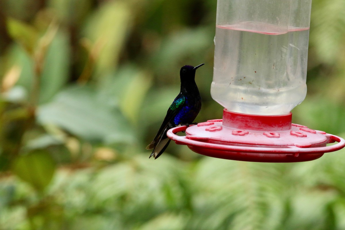 kolibřík hyacintový - ML139259461
