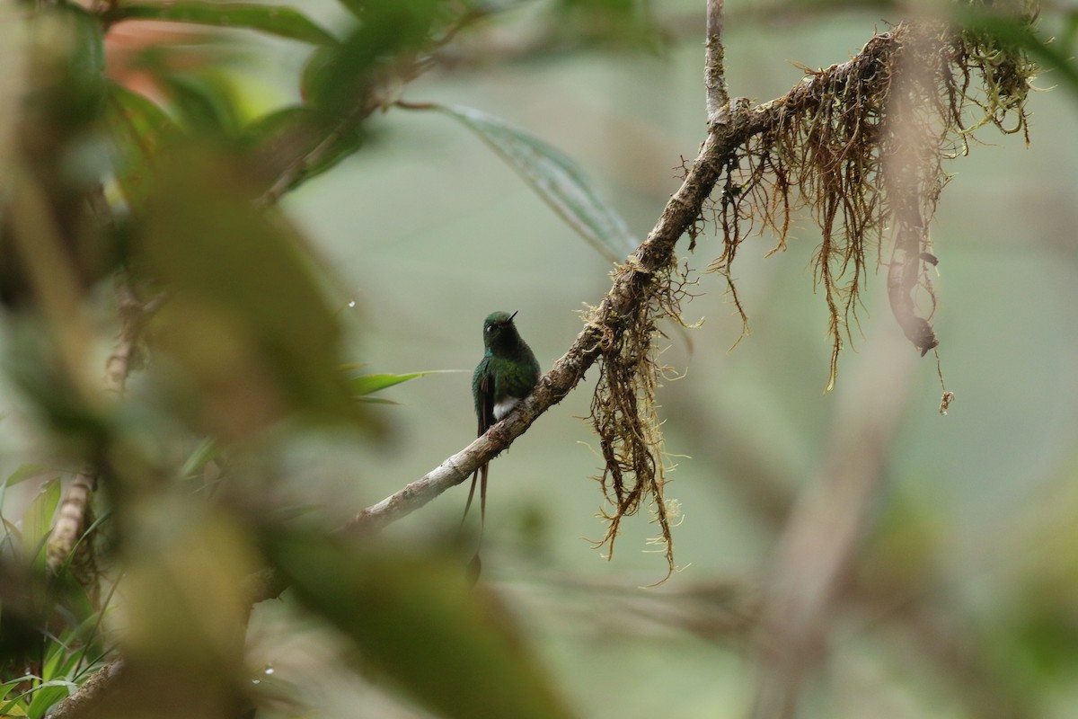 White-booted Racket-tail - ML139259681