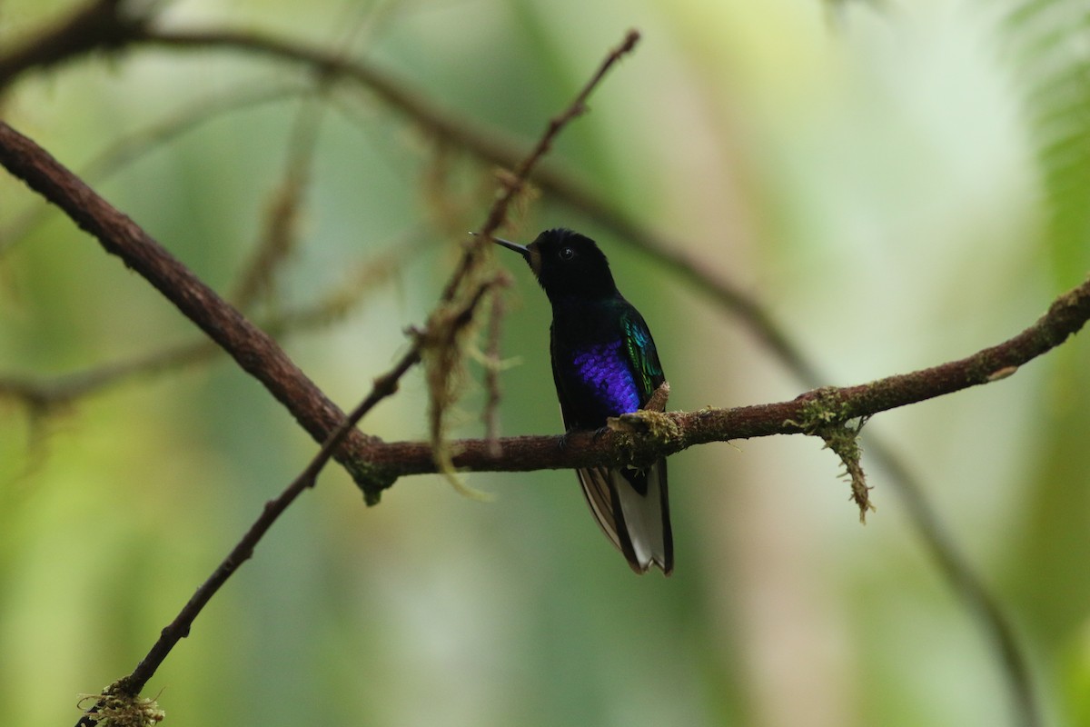 kolibřík hyacintový - ML139259691