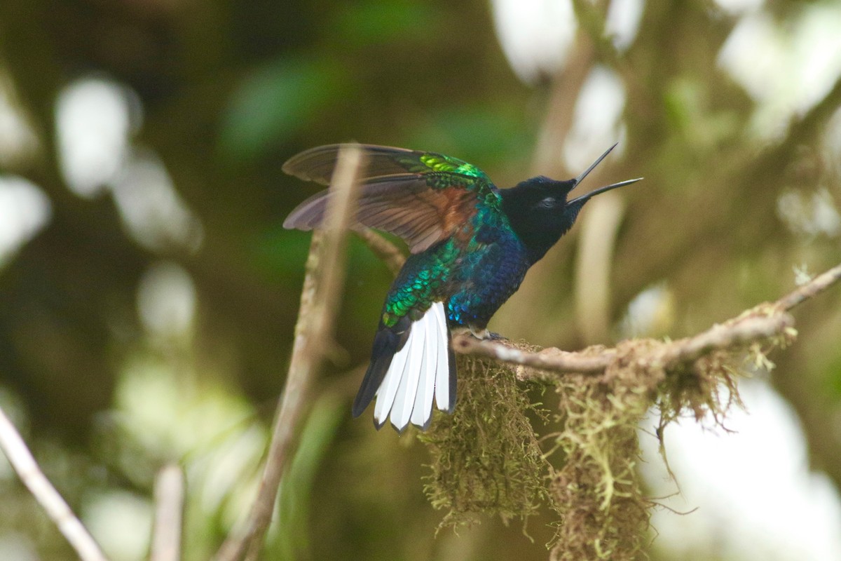 kolibřík hyacintový - ML139259711