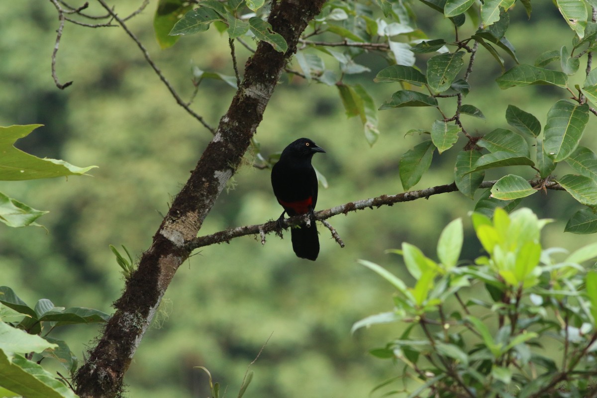 Red-bellied Grackle - ML139259981