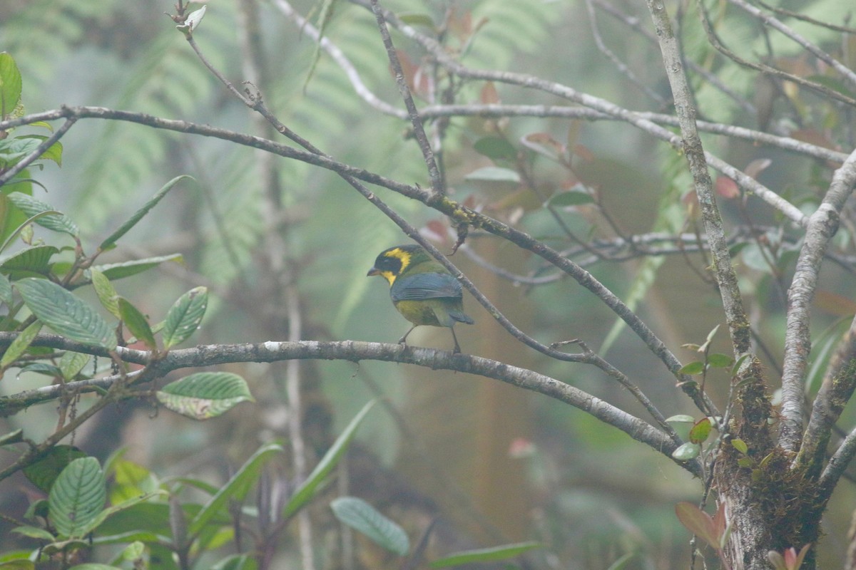 Gold-ringed Tanager - ML139261221