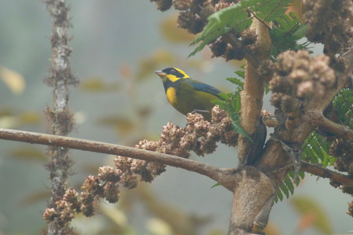 Gold-ringed Tanager - ML139261241