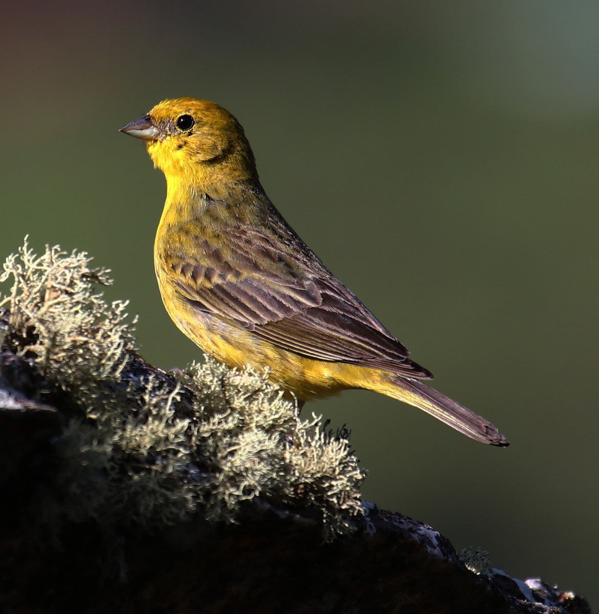 Stripe-tailed Yellow-Finch - Cesar Lacerda