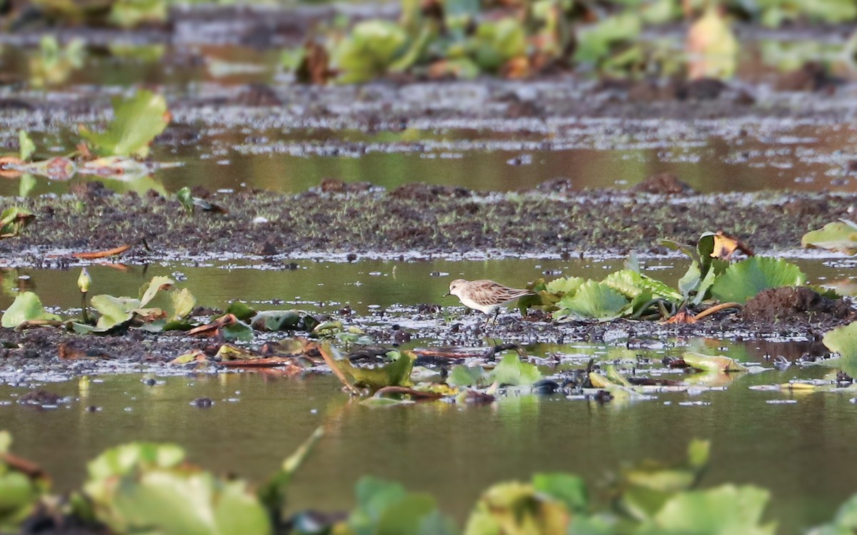 Red-necked Stint - Ged Tranter