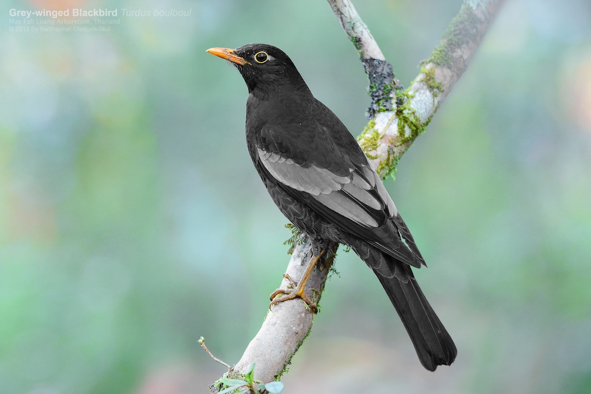 Gray-winged Blackbird - Natthaphat Chotjuckdikul