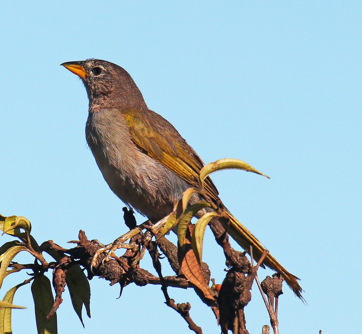 Pale-throated Pampa-Finch - ML139262971