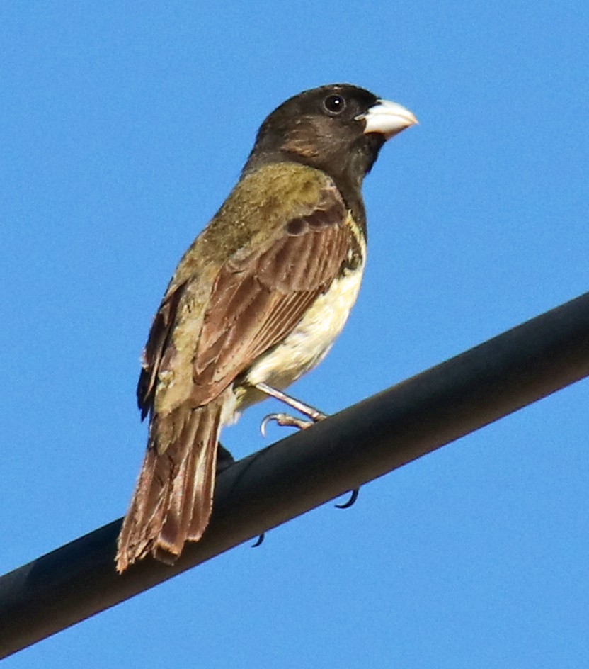 Yellow-bellied Seedeater - Cesar Lacerda