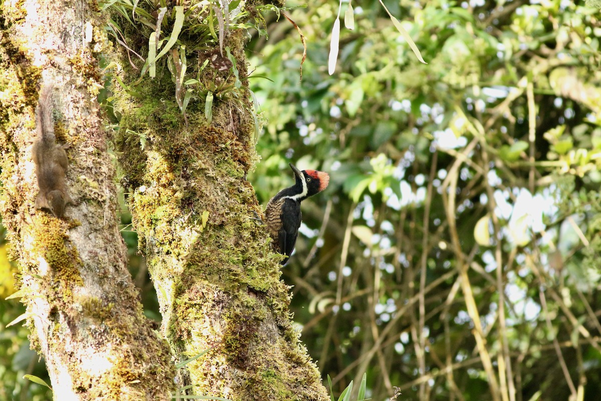 Powerful Woodpecker - Edward  Brinkley