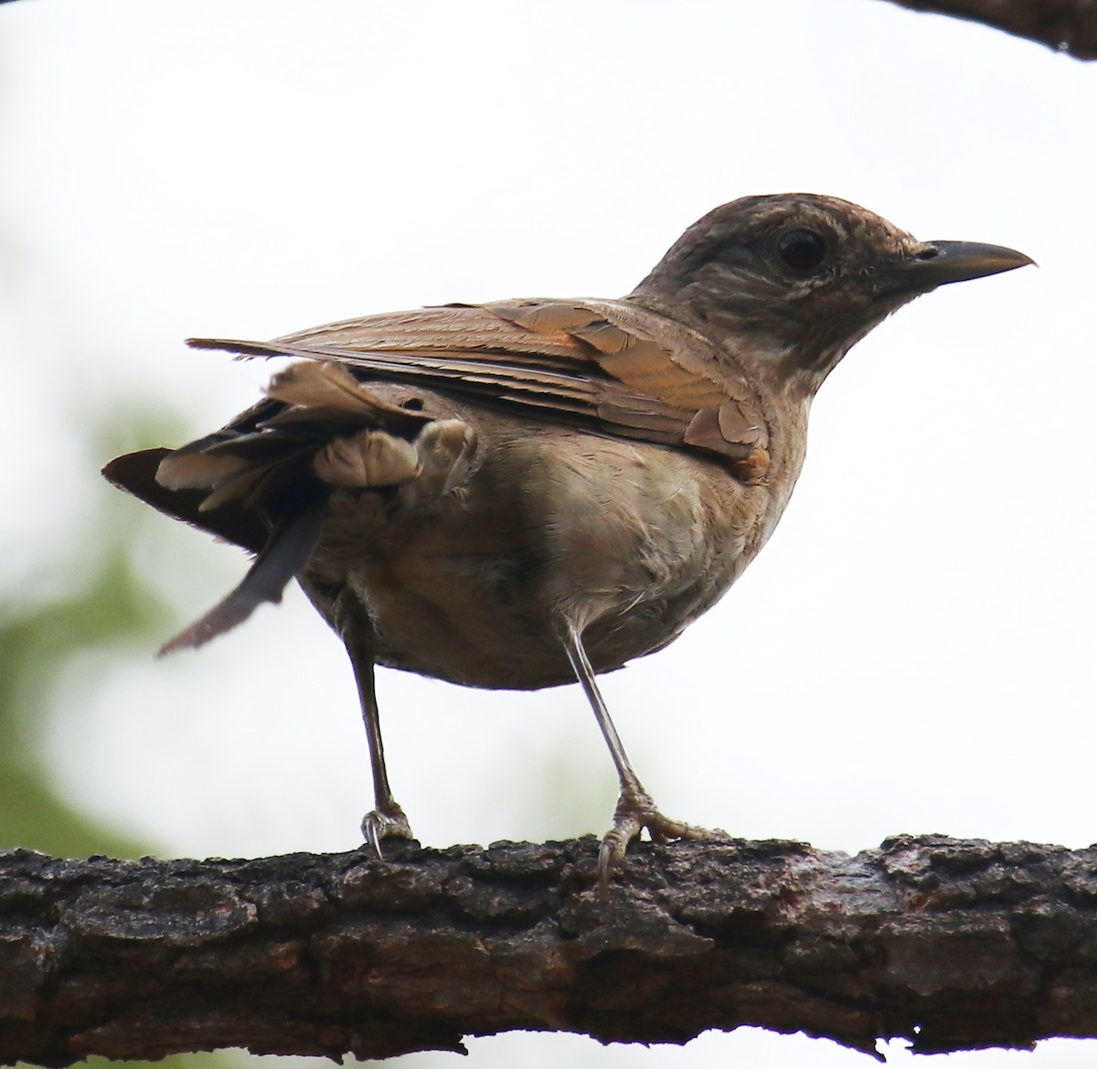 Pale-breasted Thrush - Cesar Lacerda