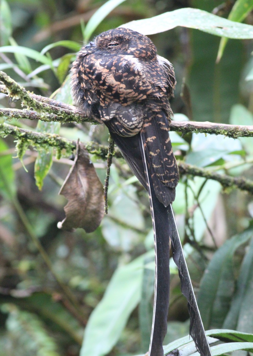 Swallow-tailed Nightjar - Gary Leavens