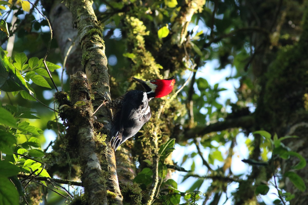 Crimson-crested Woodpecker - ML139266571