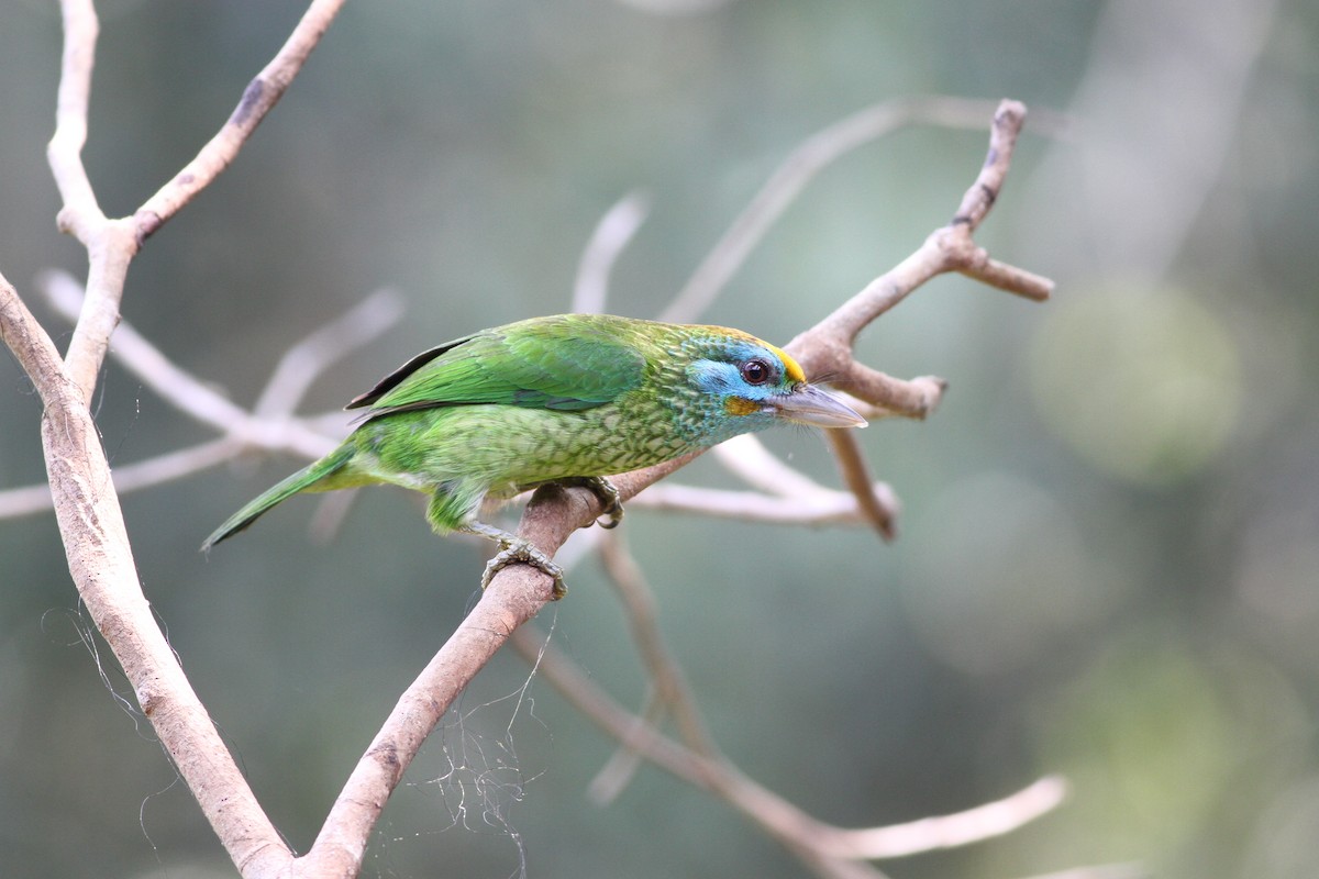 Yellow-fronted Barbet - ML139266601