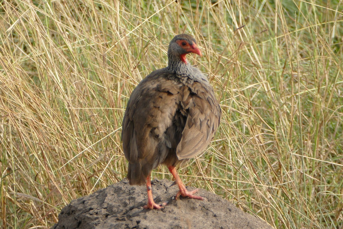 Red-necked Spurfowl - ML139266721