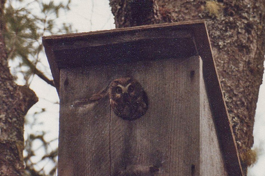 Northern Saw-whet Owl - Don MacNeill