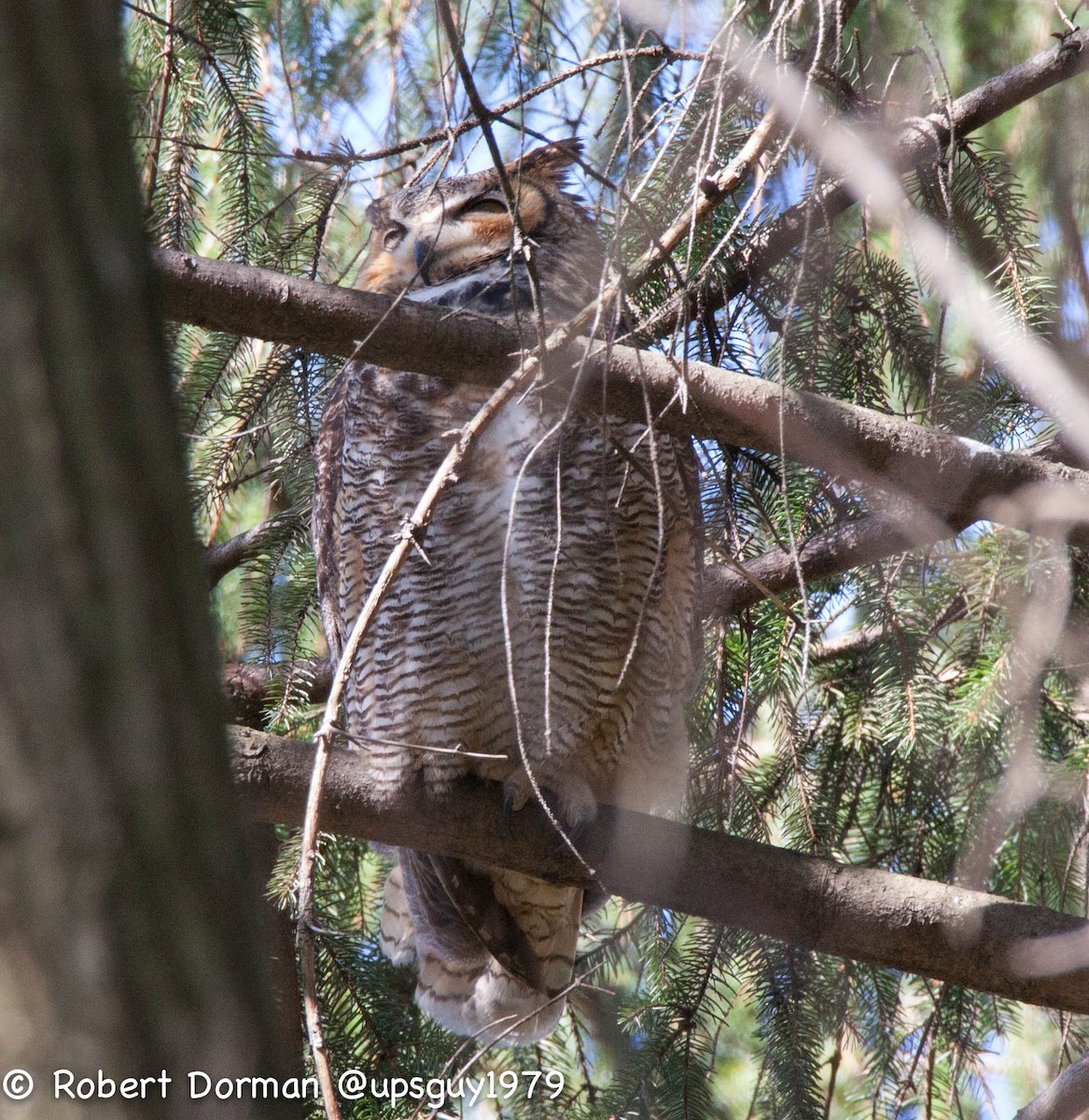 Great Horned Owl - Robert Dorman