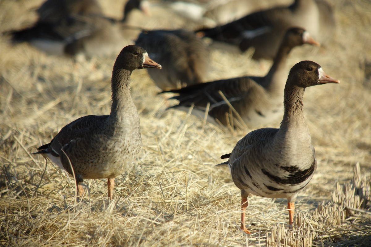 Greater White-fronted Goose - ML139275291