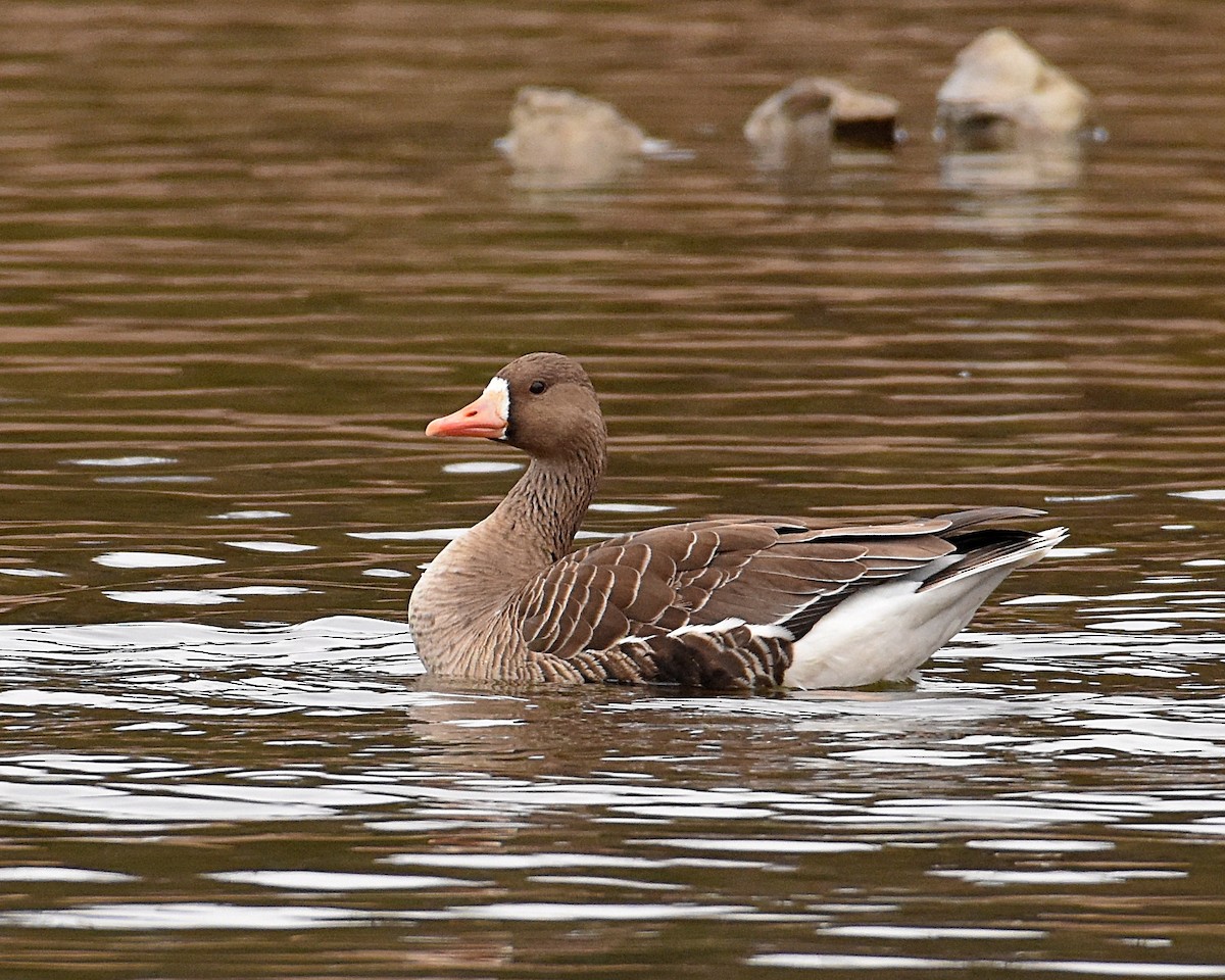 Greater White-fronted Goose - Brian Hicks