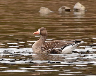 Greater White-fronted Goose, ML139275471