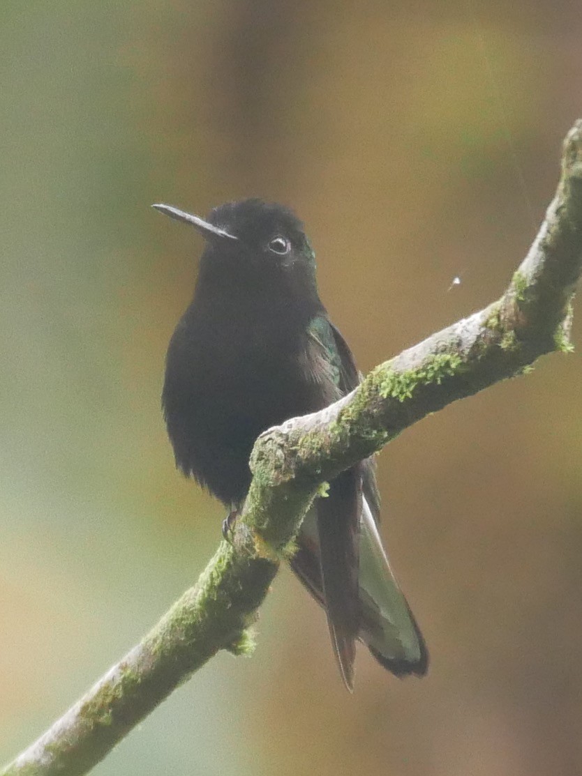 Black-bellied Hummingbird - Chris Wills