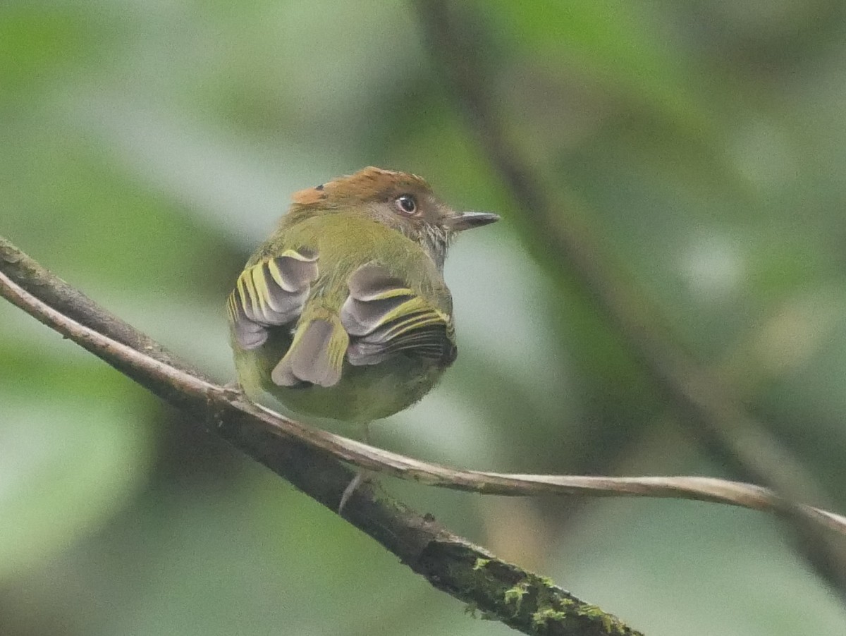 Scale-crested Pygmy-Tyrant - ML139277111
