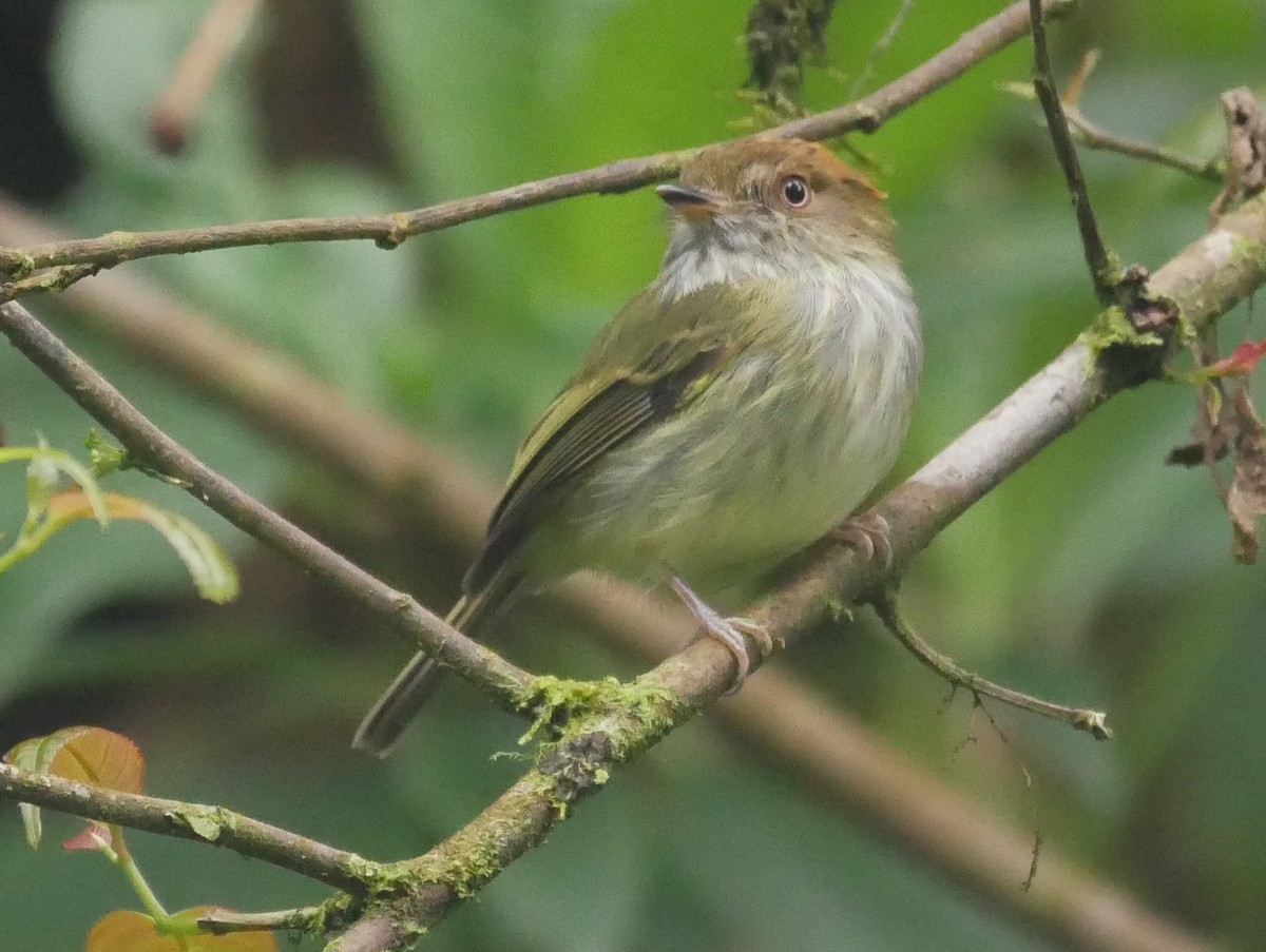 Scale-crested Pygmy-Tyrant - ML139277121
