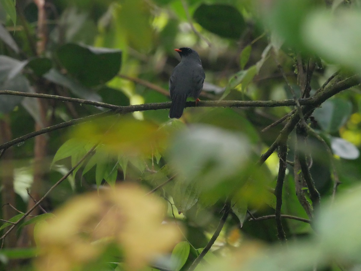 Black-faced Solitaire - Chris Wills
