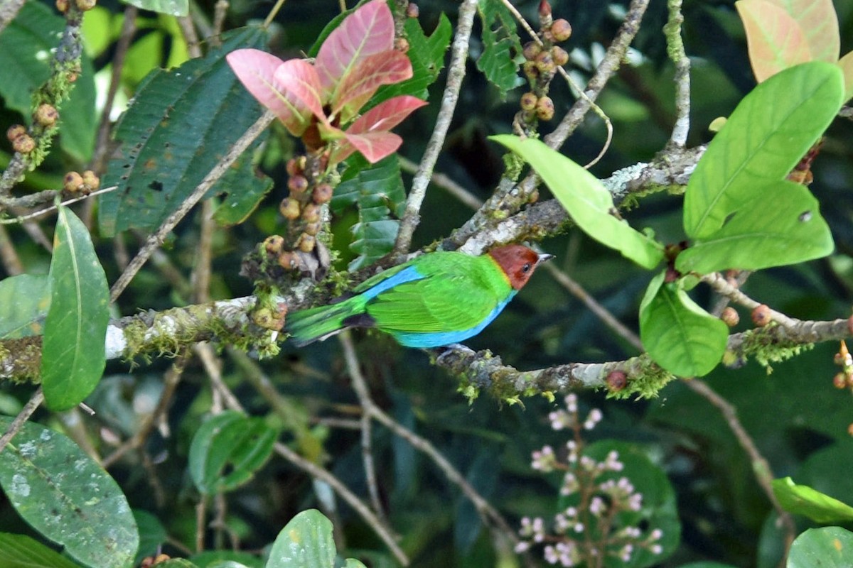 Bay-headed Tanager - Charles Shaffer