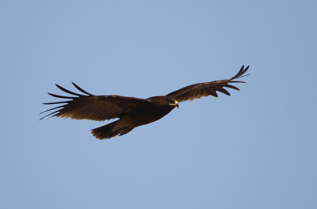 Greater Spotted Eagle - Bhaarat Vyas