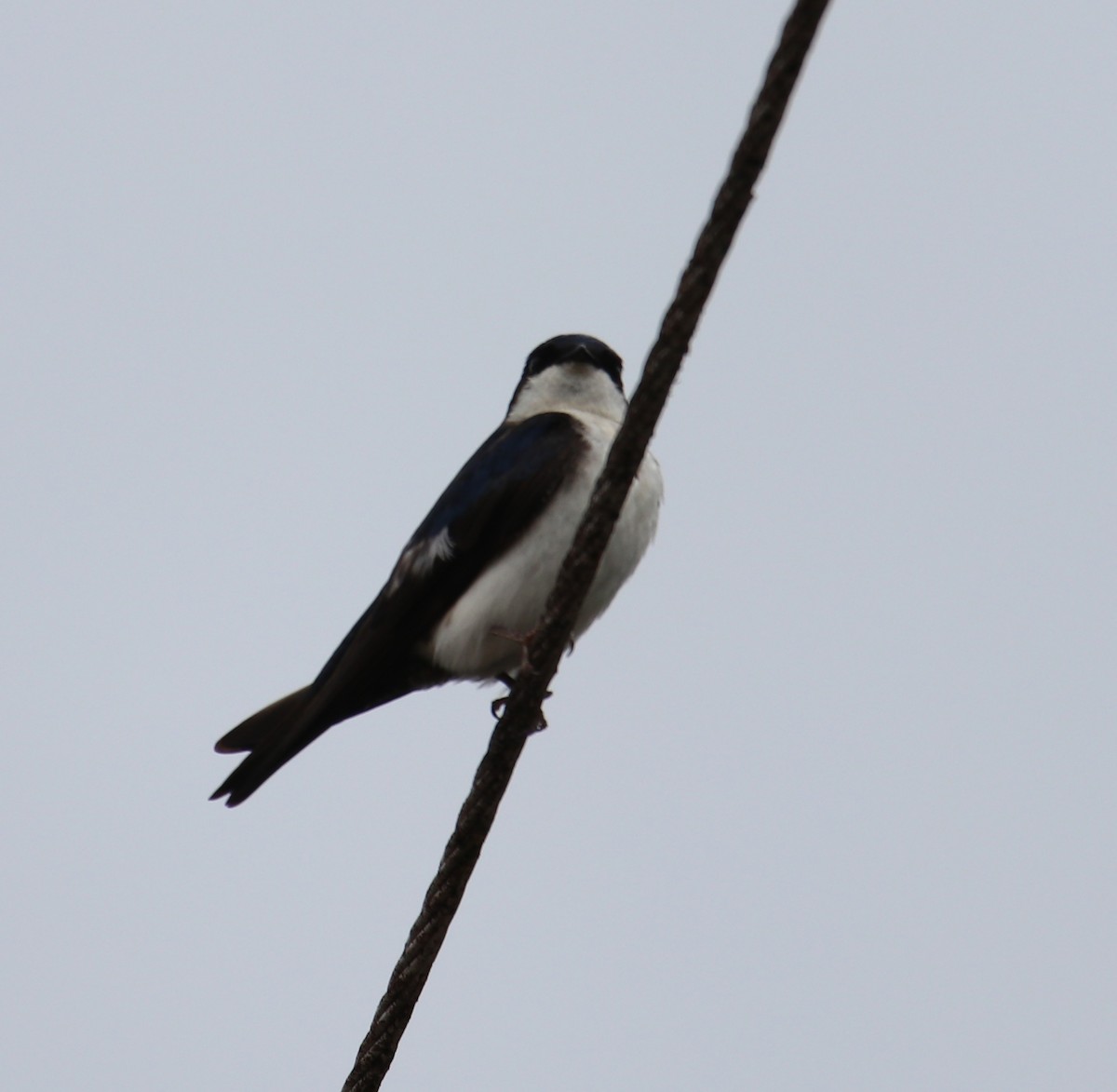 Blue-and-white Swallow - ML139279871
