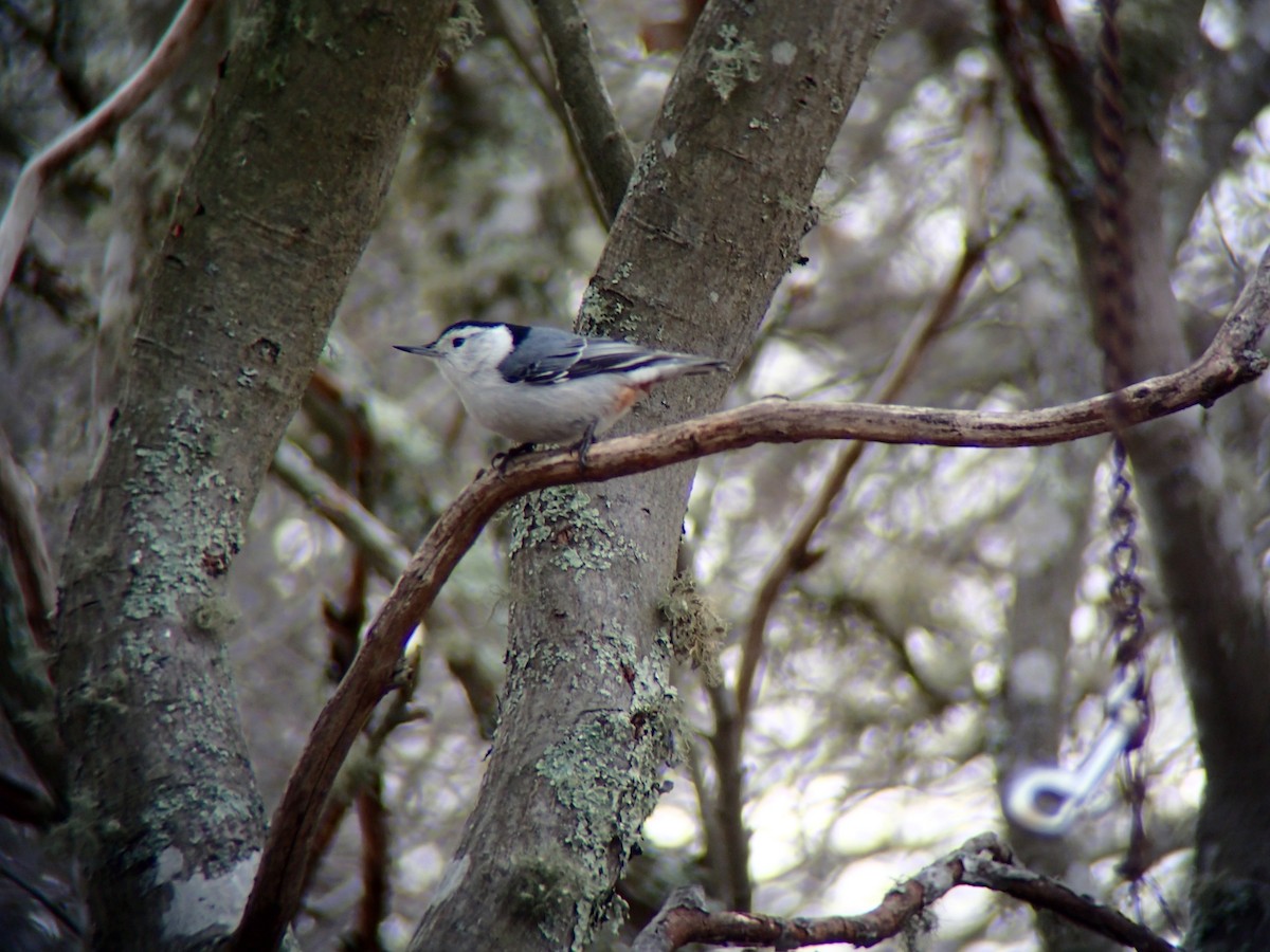 White-breasted Nuthatch - ML139281081