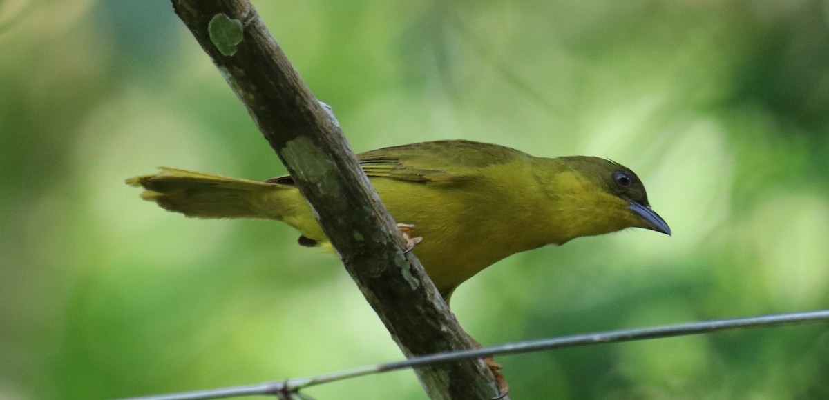 Olive-green Tanager - ML139281091
