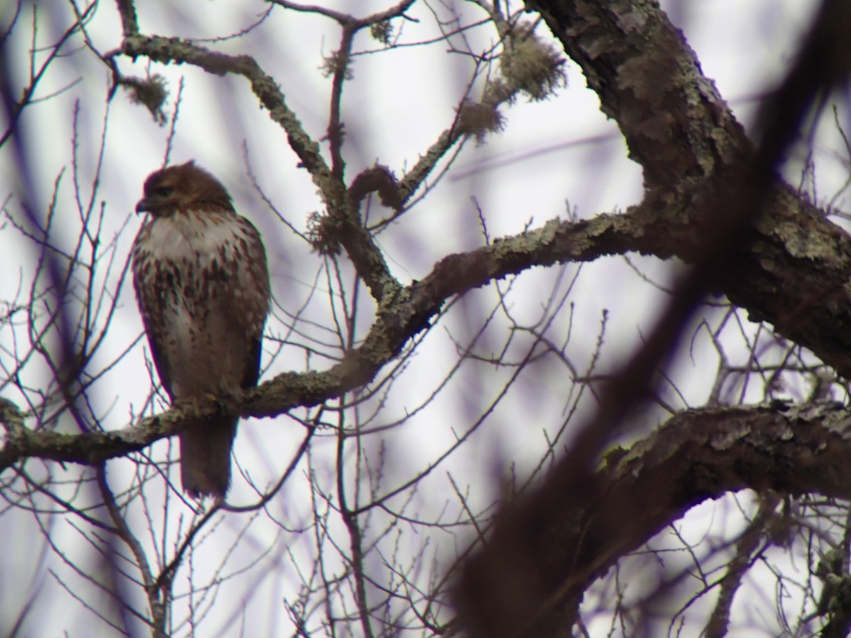 Red-tailed Hawk - ML139281101
