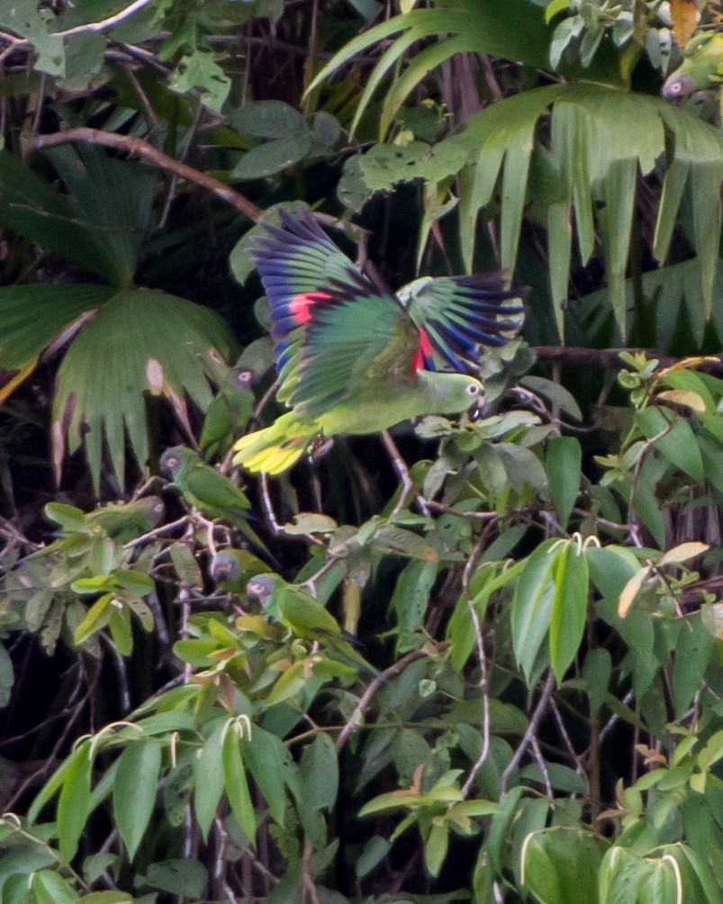 Yellow-crowned Parrot - ML139282601