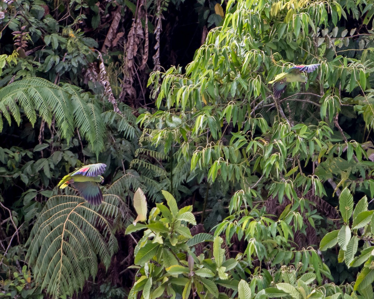 Yellow-crowned Parrot - ML139282631