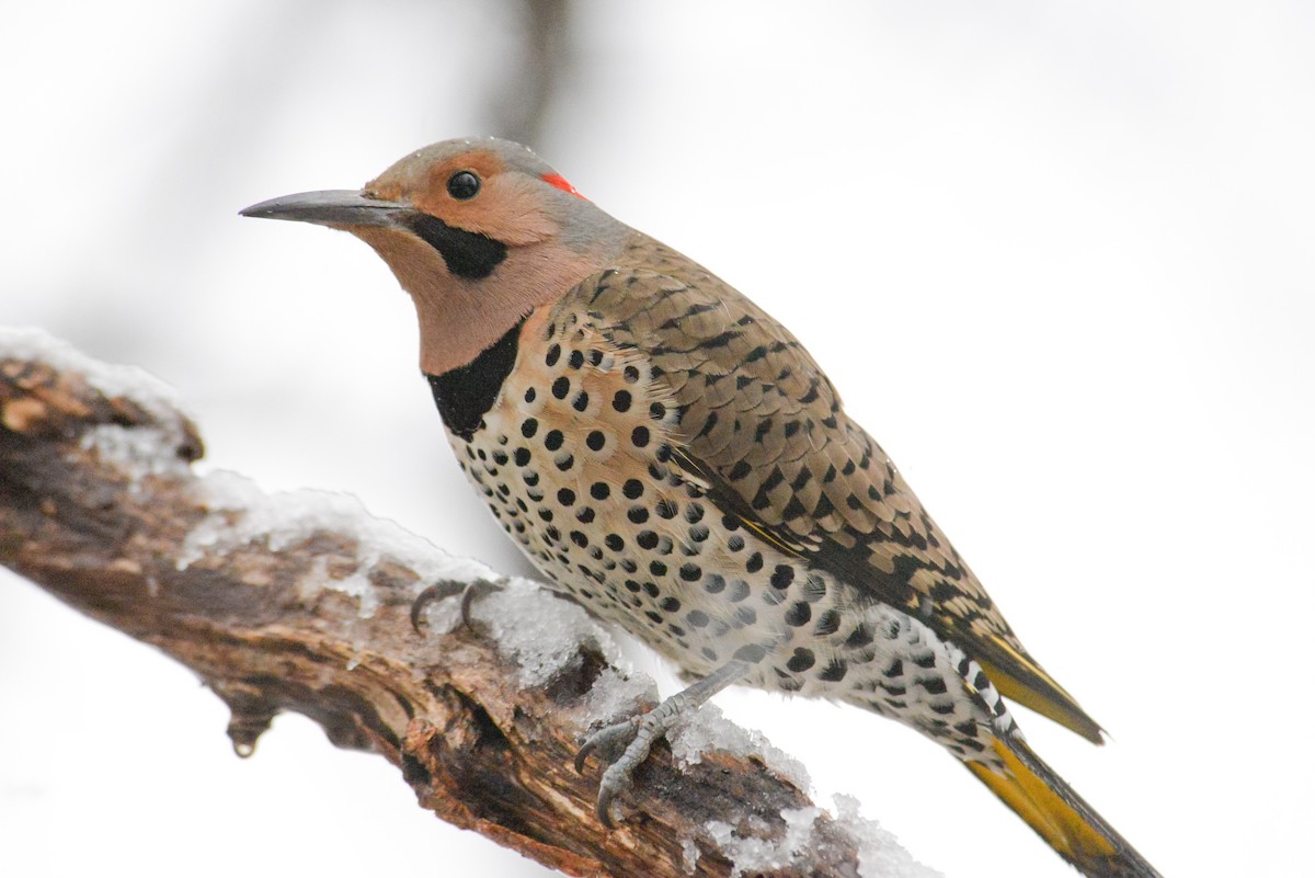 Northern Flicker (Yellow-shafted) - Daniel Irons