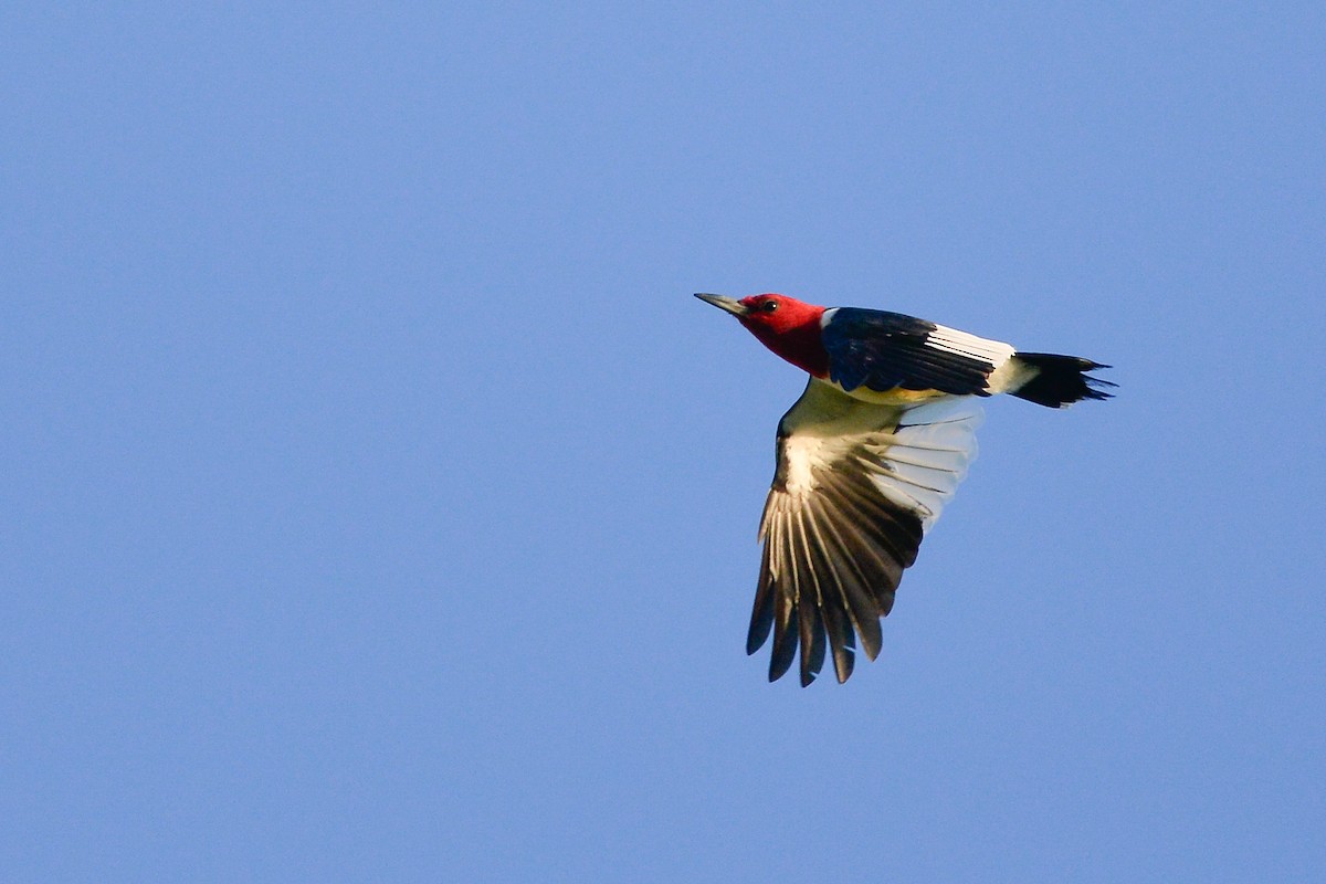 Red-headed Woodpecker - Daniel Irons