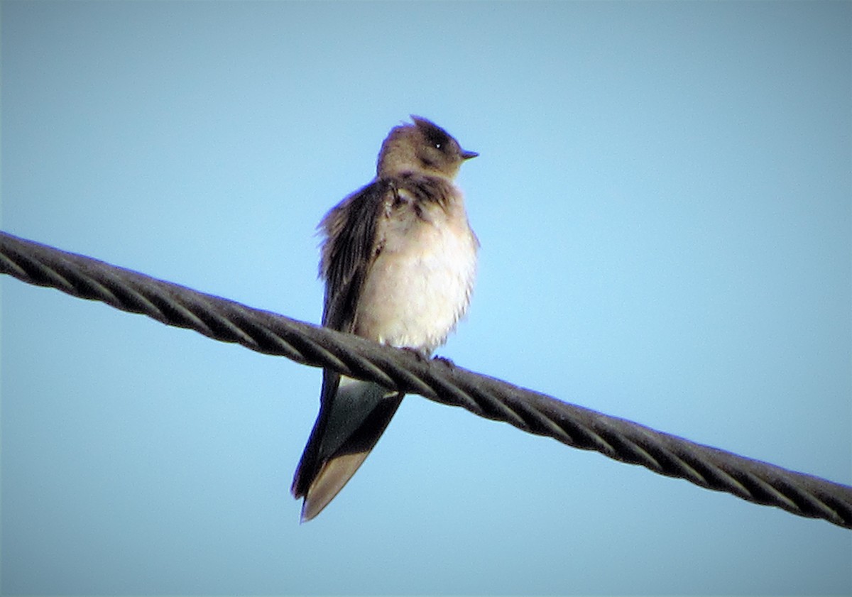 Northern Rough-winged Swallow - ML139285571